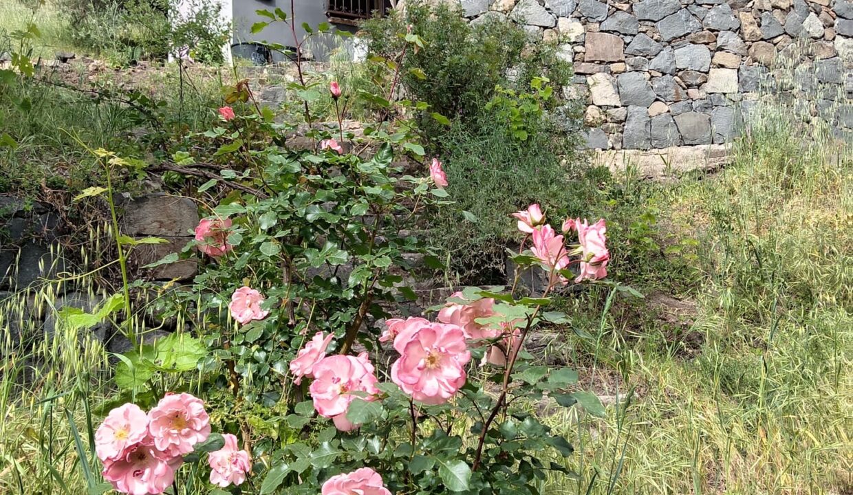 IL RIFUGIO TRA GLI ULIVI (1)
